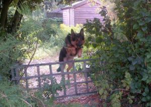 Roma the Dog Leaps over fence